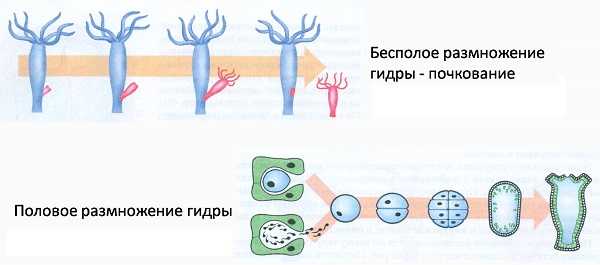 Сайты где купить наркотики